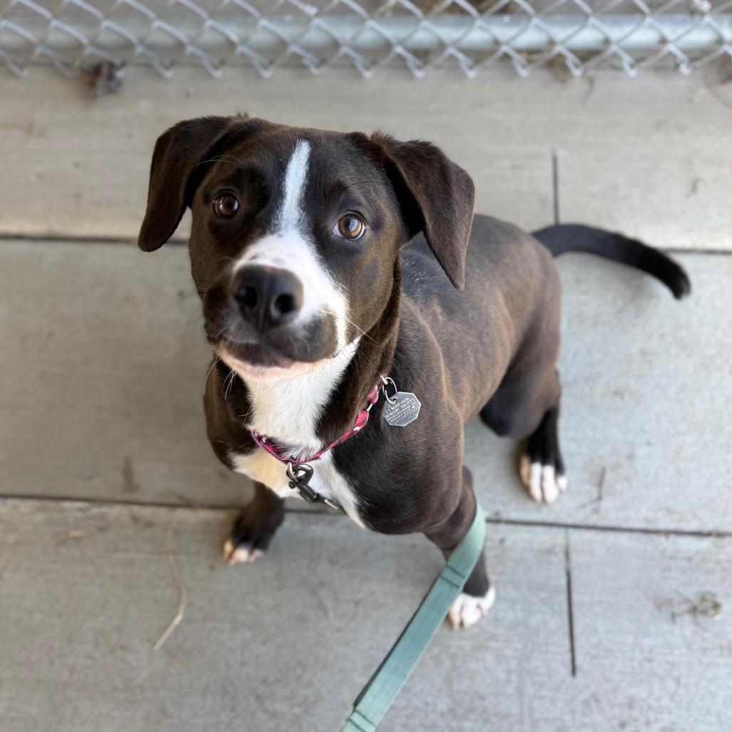 Cupcake, a Adoptable mixed breed in Brookfield, WI image 2/2