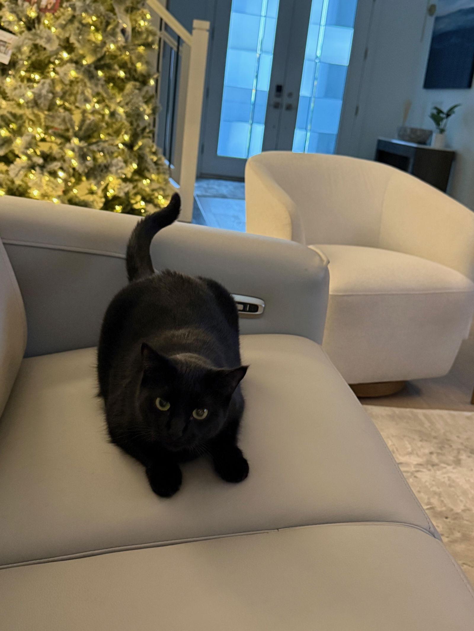 Baby, Adoptable, Adult Female Domestic Short Hair.