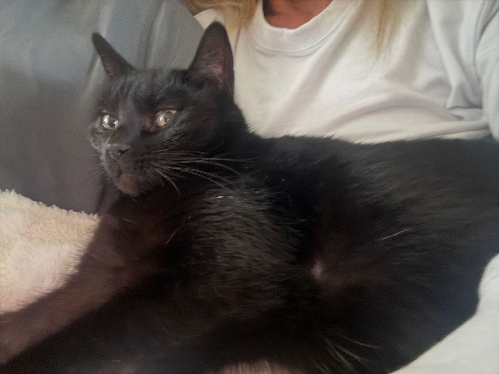 Enlarge Baby, a Adoptable Domestic Short Hair in Naples, FL image 2/2