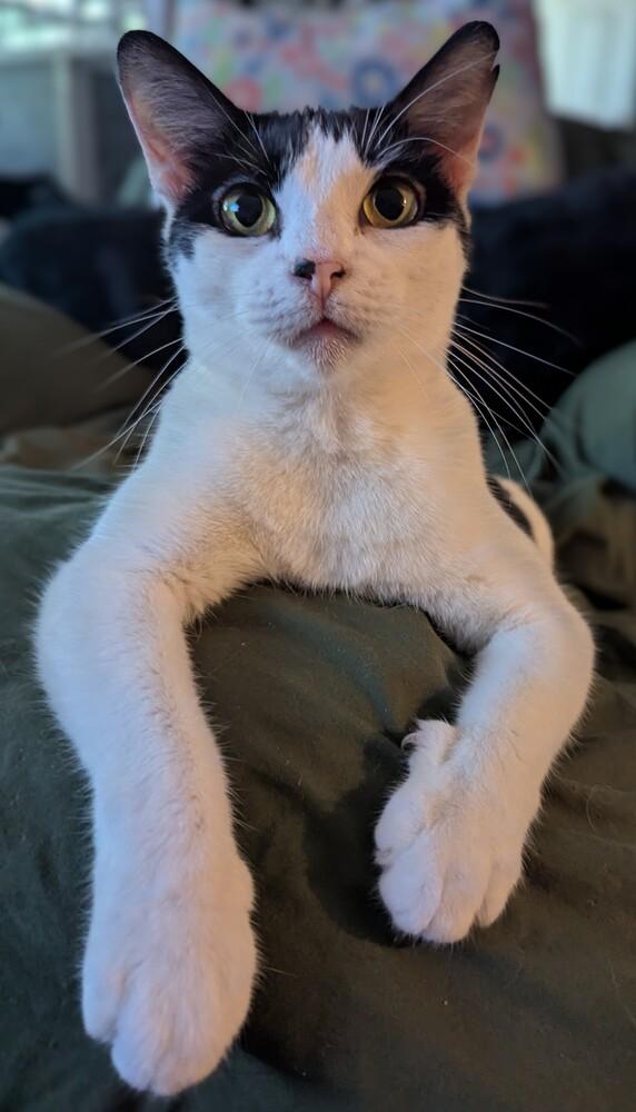 Mew-Mew, Adoptable, Adult Female Domestic Short Hair.