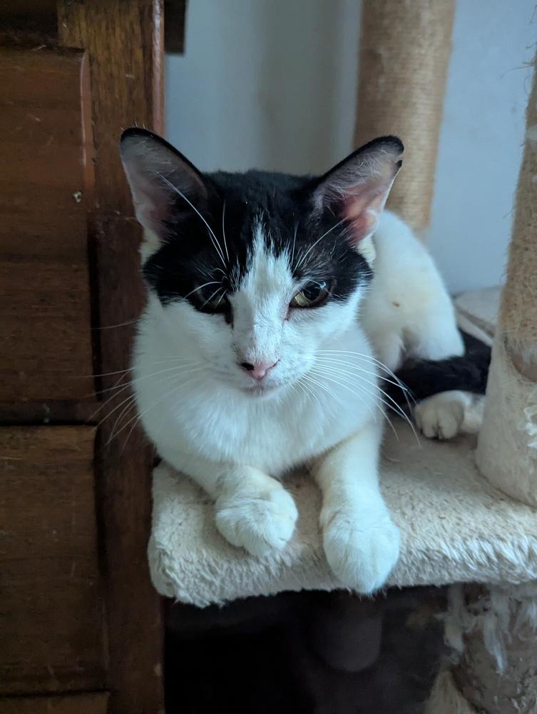 Enlarge Mew-Mew, a Adoptable Domestic Short Hair in Ruskin, FL image 2/6