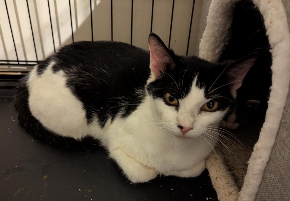 Enlarge Mew-Mew, a Adoptable Domestic Short Hair in Ruskin, FL image 4/6