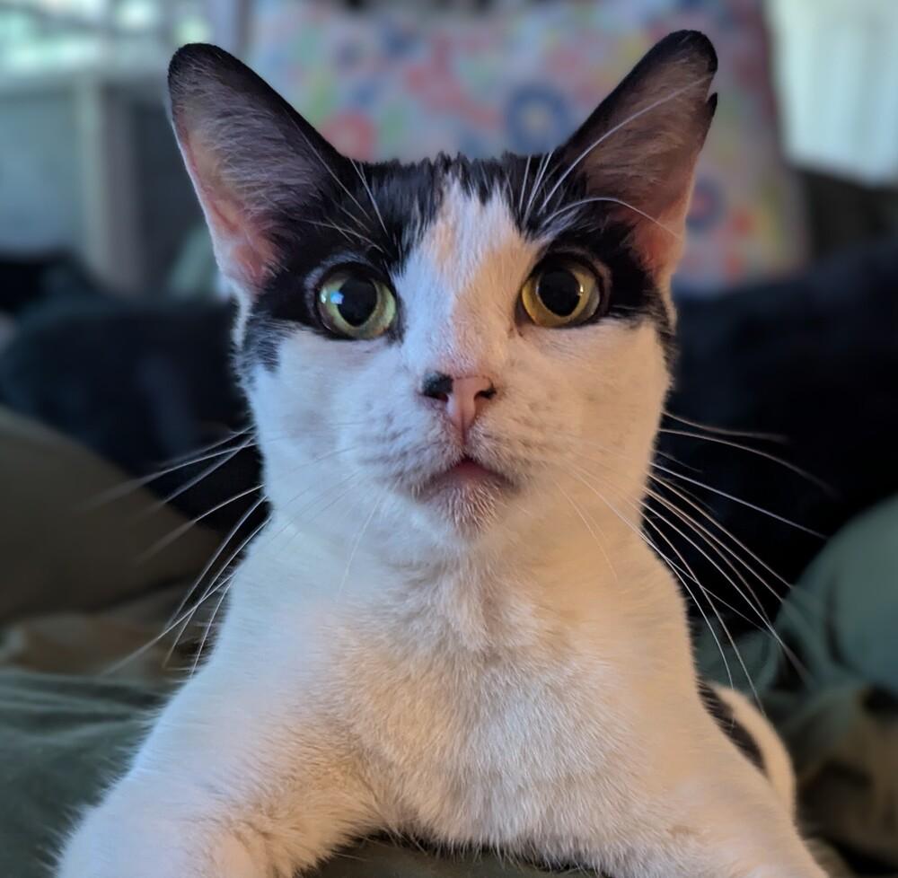 Enlarge Mew-Mew, a Adoptable Domestic Short Hair in Ruskin, FL image 5/6