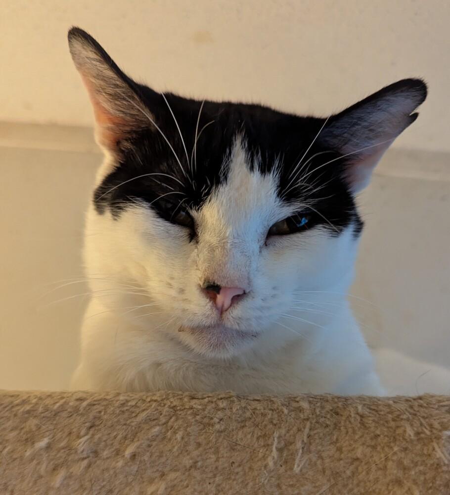 Enlarge Mew-Mew, a Adoptable Domestic Short Hair in Ruskin, FL image 6/6