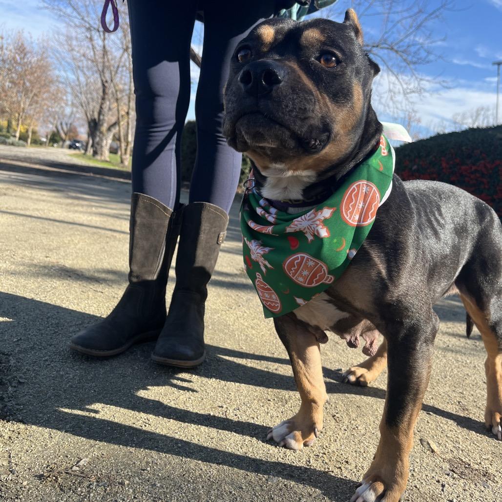 Enlarge Betty "BB", a Adoptable Pit Bull Terrier in Ashland, OR image 1/6