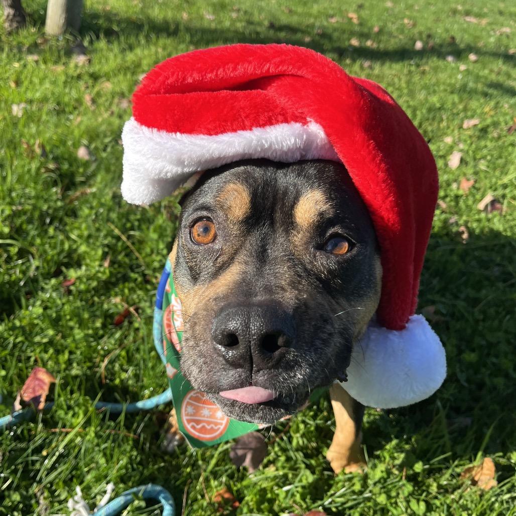 Enlarge Betty "BB", a Adoptable Pit Bull Terrier in Ashland, OR image 2/6