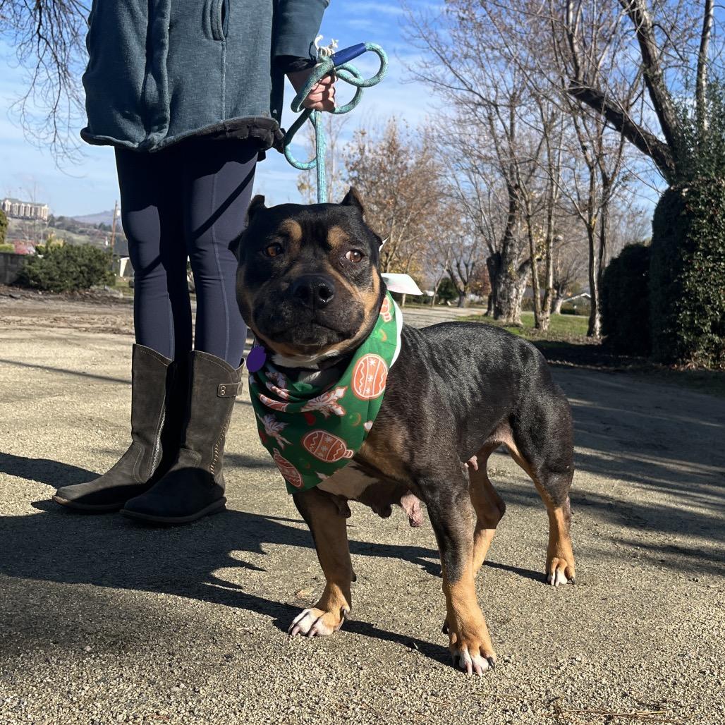 Enlarge Betty "BB", a Adoptable Pit Bull Terrier in Ashland, OR image 3/6