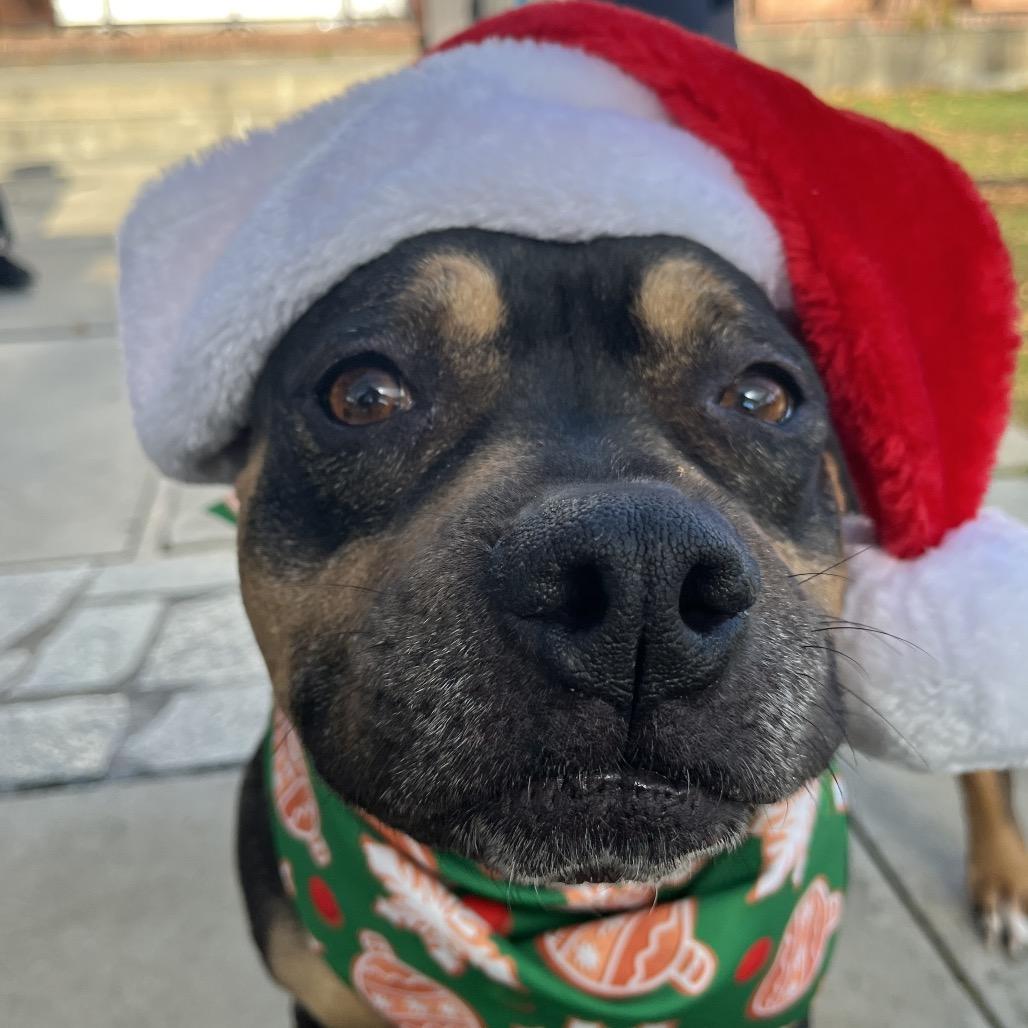 Enlarge Betty "BB", a Adoptable Pit Bull Terrier in Ashland, OR image 4/6