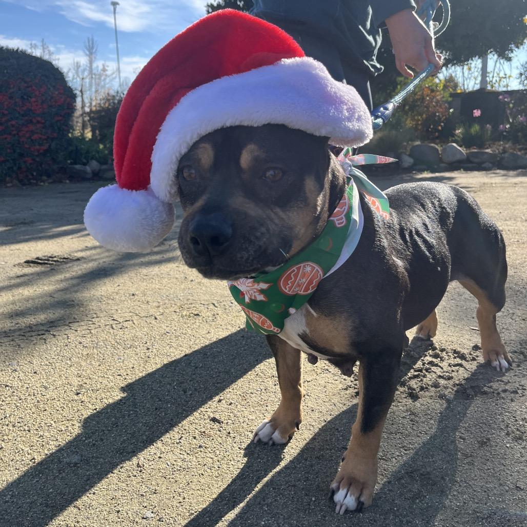 Enlarge Betty "BB", a Adoptable Pit Bull Terrier in Ashland, OR image 5/6