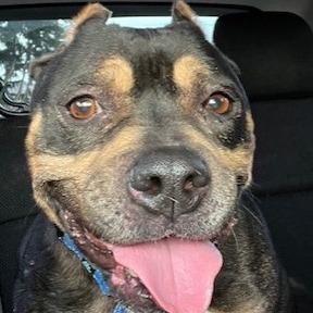 Enlarge Betty "BB", a Adoptable Pit Bull Terrier in Ashland, OR image 6/6