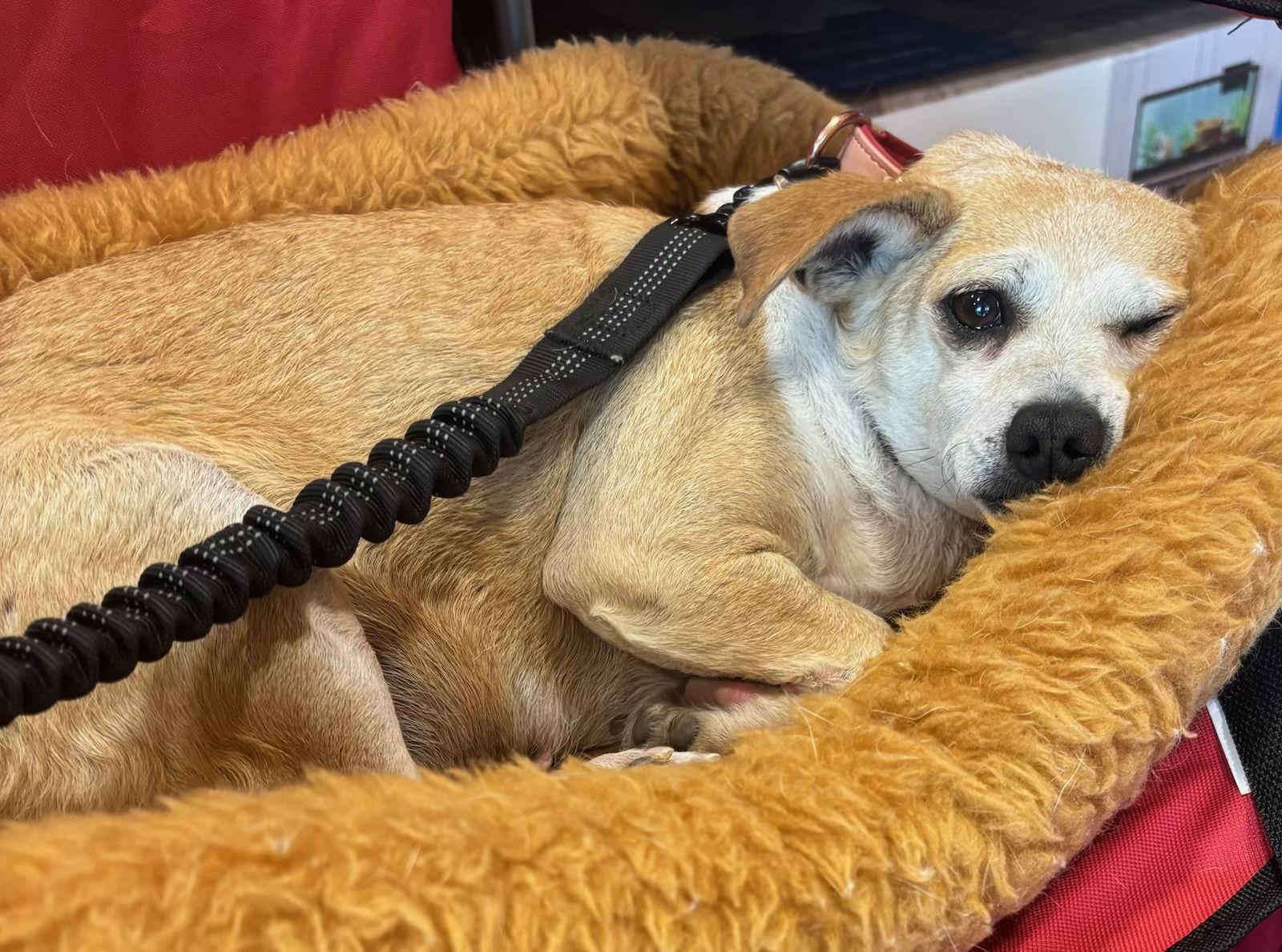 Enlarge Buttercup, a Adoptable mixed breed in Glendale, AZ image 1/3