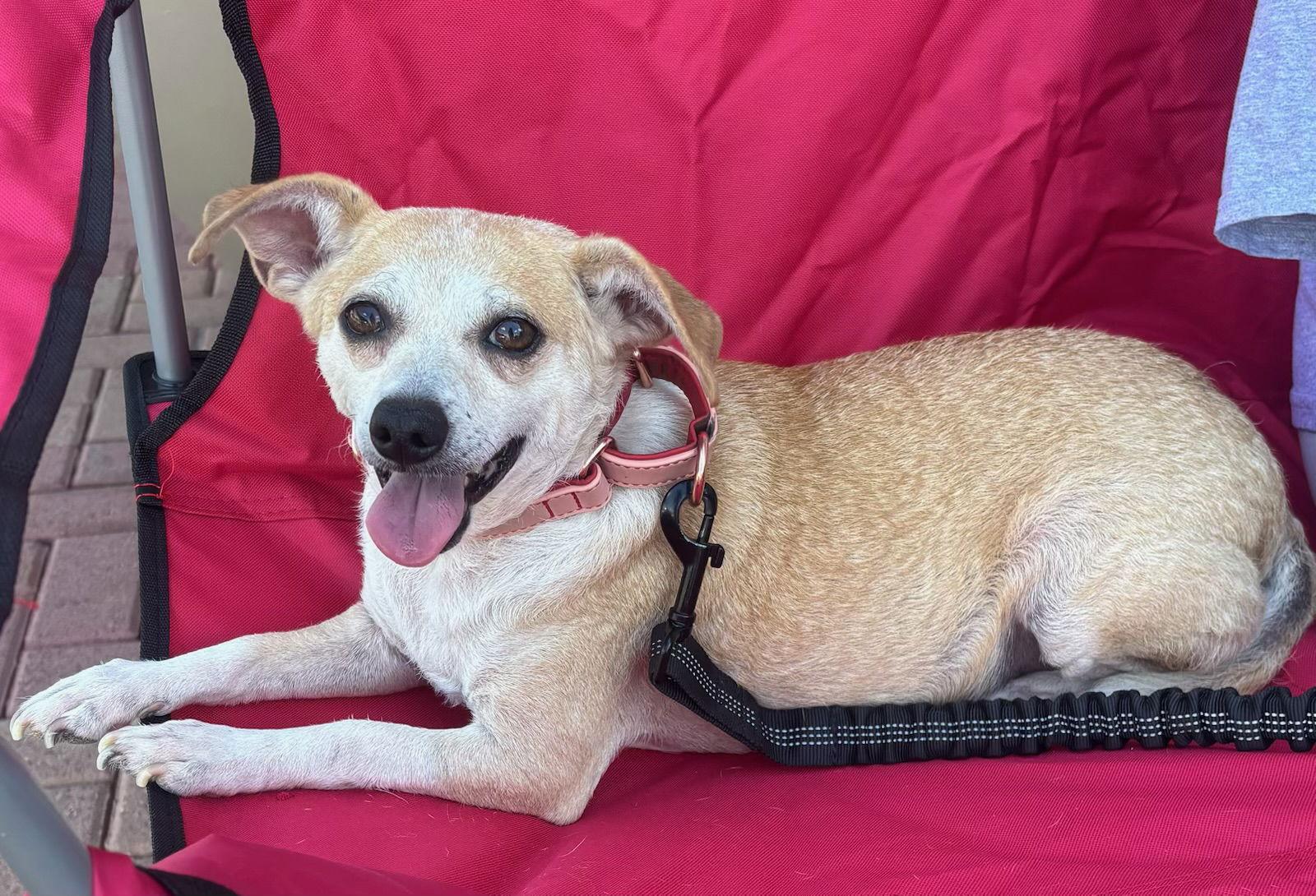 Buttercup, Adoptable, Adult Female Chihuahua & Terrier.