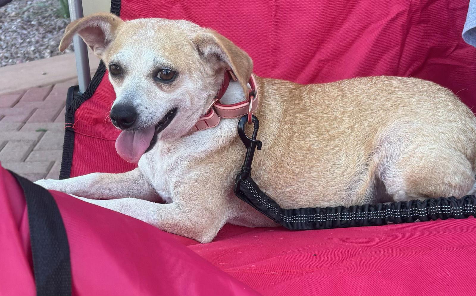 Enlarge Buttercup, a Adoptable mixed breed in Glendale, AZ image 2/3