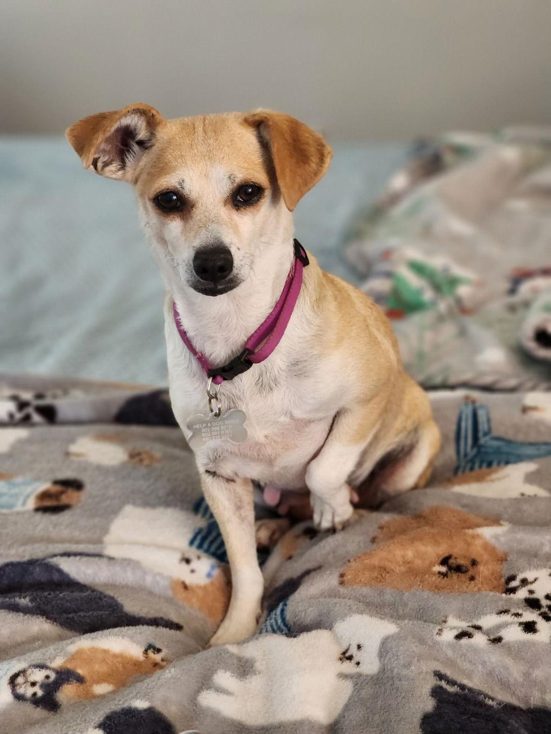 Enlarge Buttercup, a Adoptable mixed breed in Glendale, AZ image 3/3