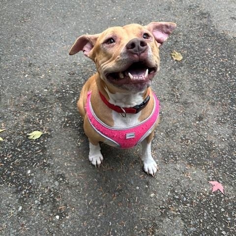 Enlarge Kara, a Adoptable Pit Bull Terrier in North Vancouver, BC image 5/5