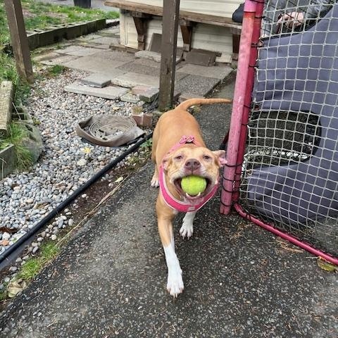 Enlarge Kara, a Adoptable Pit Bull Terrier in North Vancouver, BC image 4/5