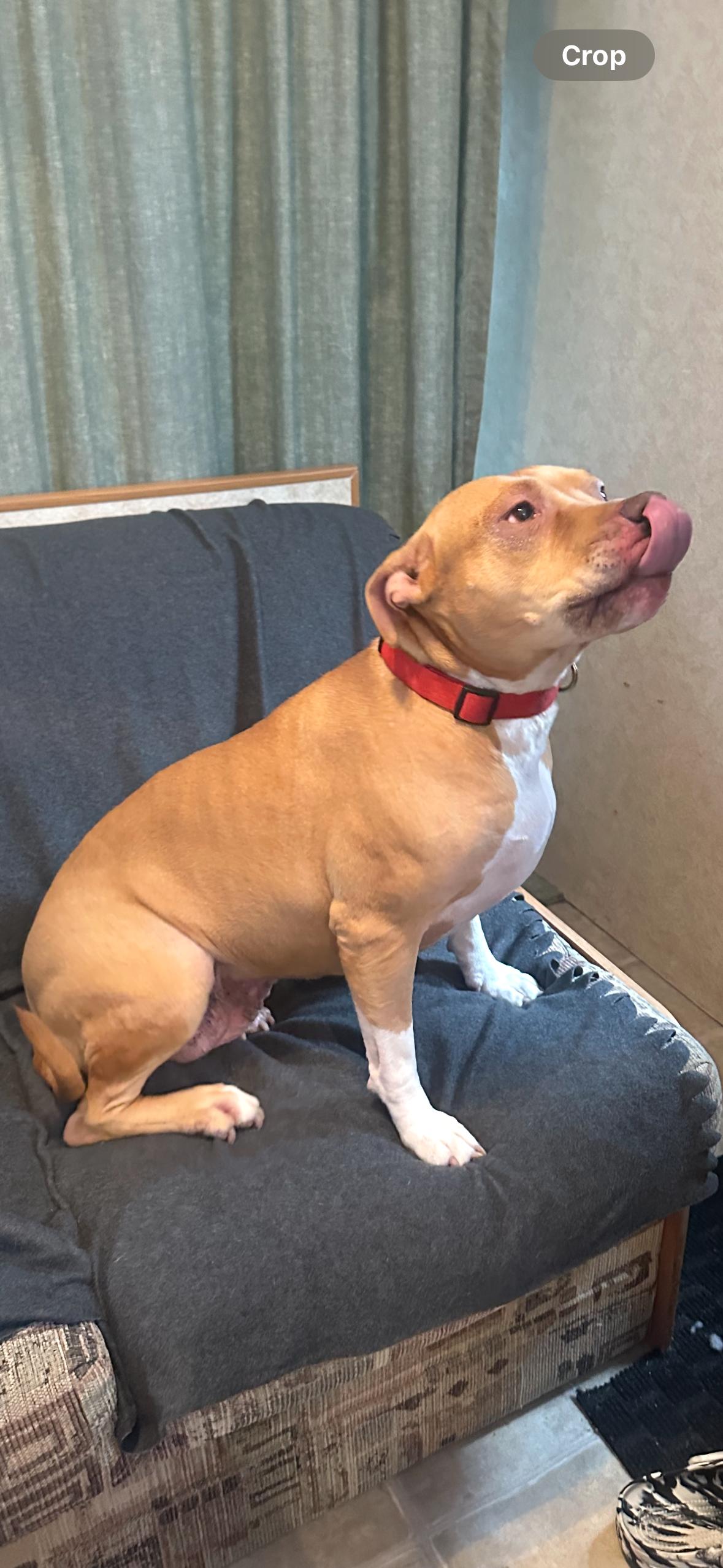 Enlarge Kara, a Adoptable Pit Bull Terrier in North Vancouver, BC image 2/5