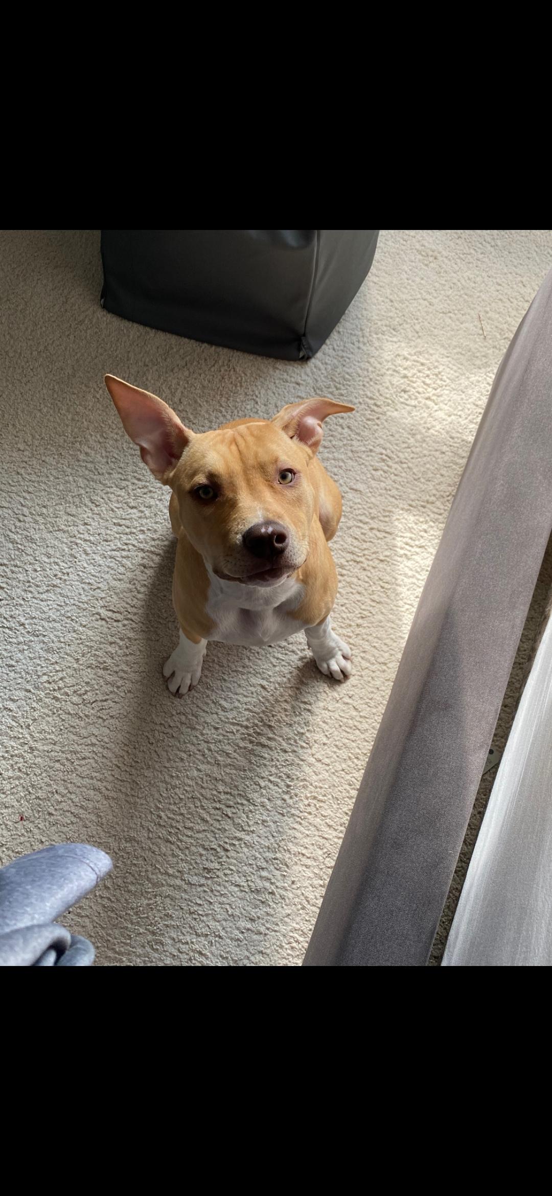 Kara, adopted, Adult Female Pit Bull Terrier.