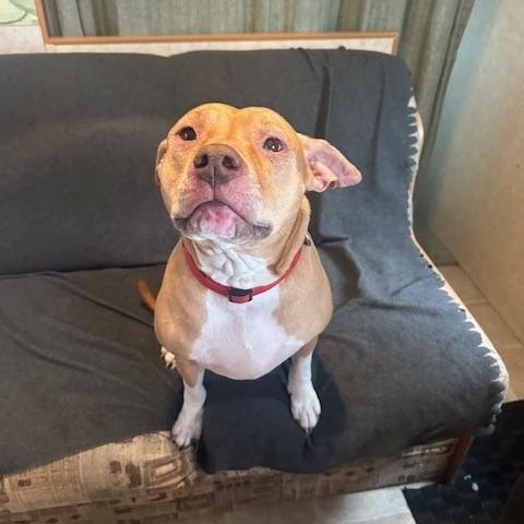 Enlarge Kara, a Adoptable Pit Bull Terrier in North Vancouver, BC image 3/5