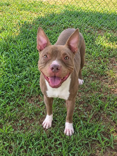 Enlarge Maeve, a Adoptable Pit Bull Terrier in Carrollton, GA image 1/2