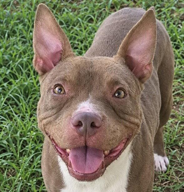 Enlarge Maeve, a Adoptable Pit Bull Terrier in Carrollton, GA image 2/2