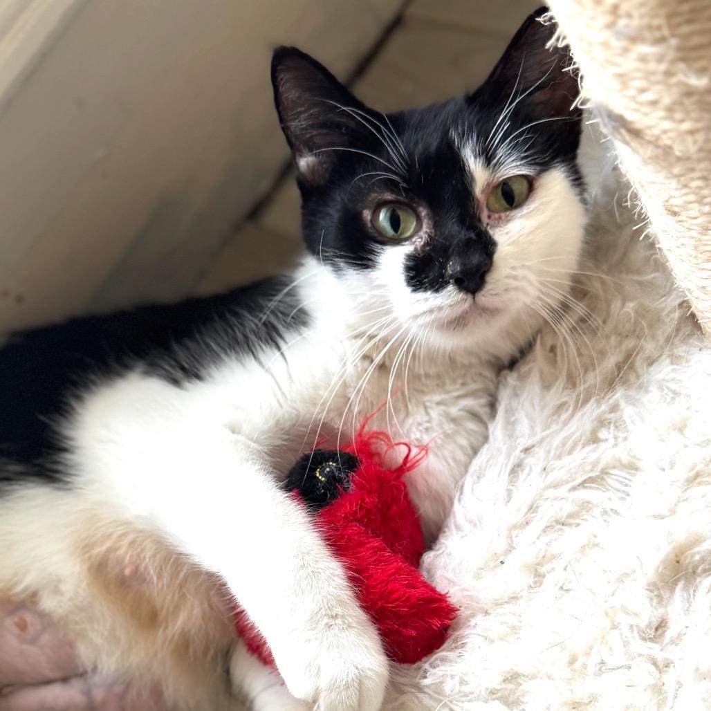 Milkdud — thumbnail 2