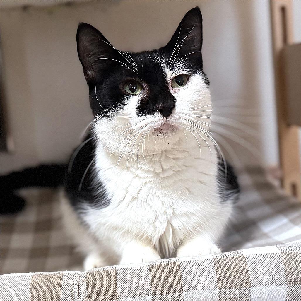 Milkdud — thumbnail 3