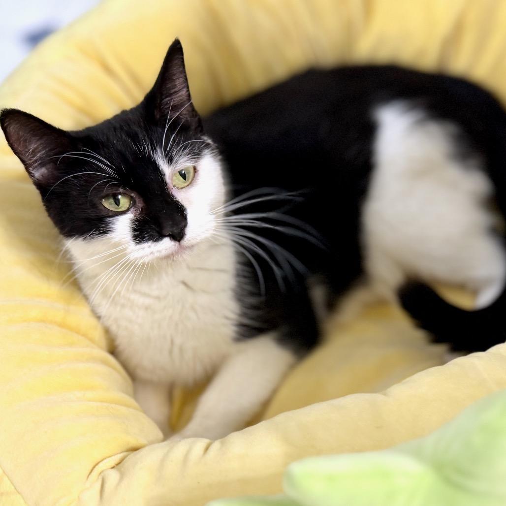 Milkdud — thumbnail 4