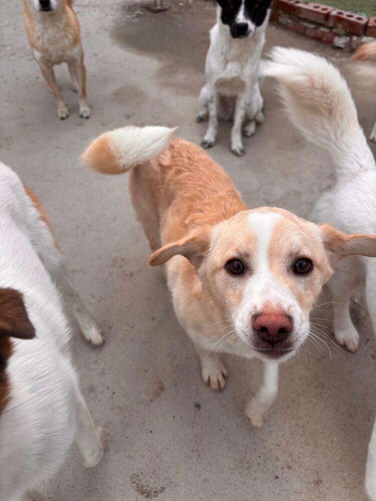 Peanut, Adoptable, Puppy Male Mixed Breed.