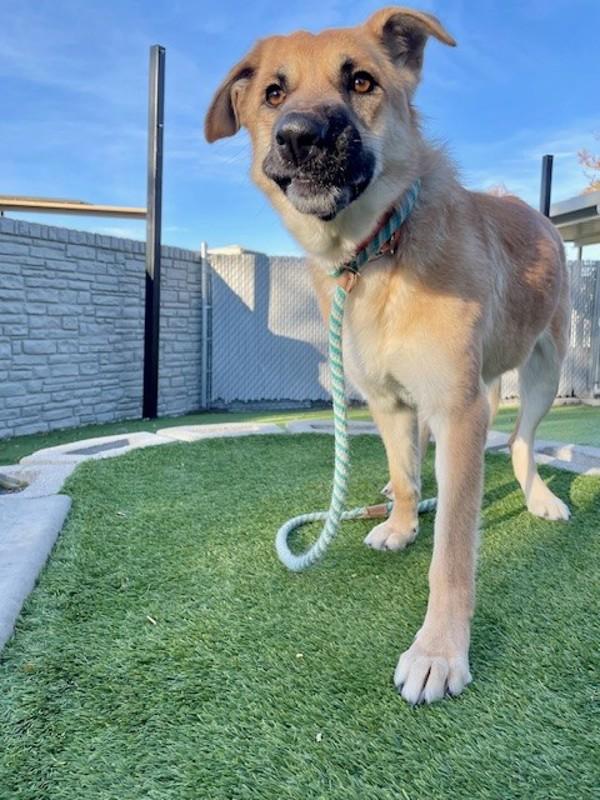 Wednesday, a Adoptable mixed breed in Salt Lake City, UT image 1/6