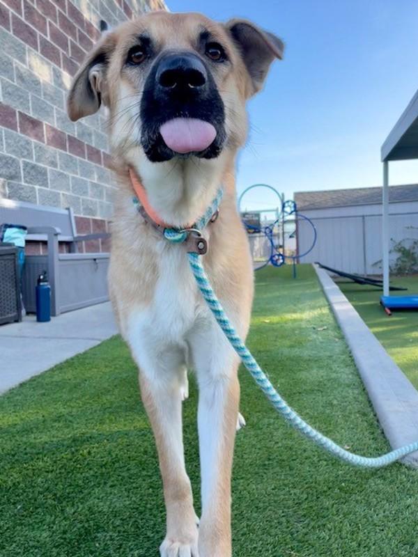 Wednesday, a Adoptable mixed breed in Salt Lake City, UT image 2/6