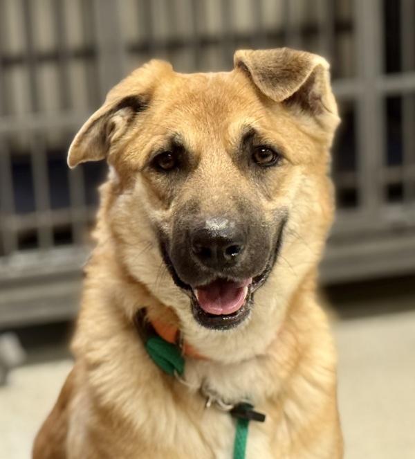 Wednesday, a Adoptable mixed breed in Salt Lake City, UT image 3/6