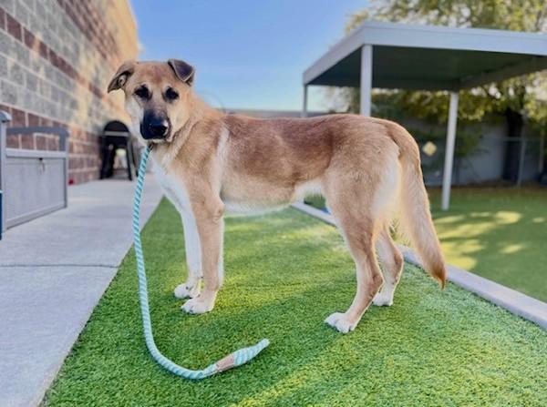 Wednesday, a Adoptable mixed breed in Salt Lake City, UT image 4/6