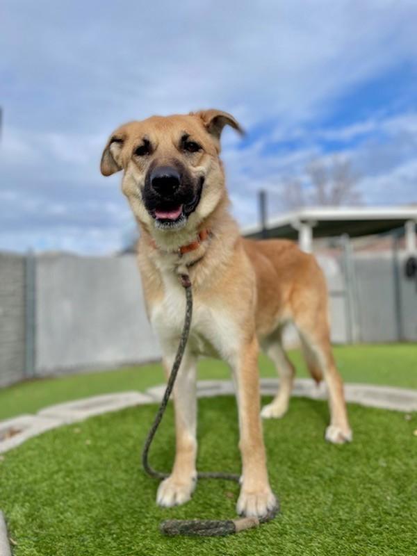 Wednesday, a Adoptable mixed breed in Salt Lake City, UT image 6/6