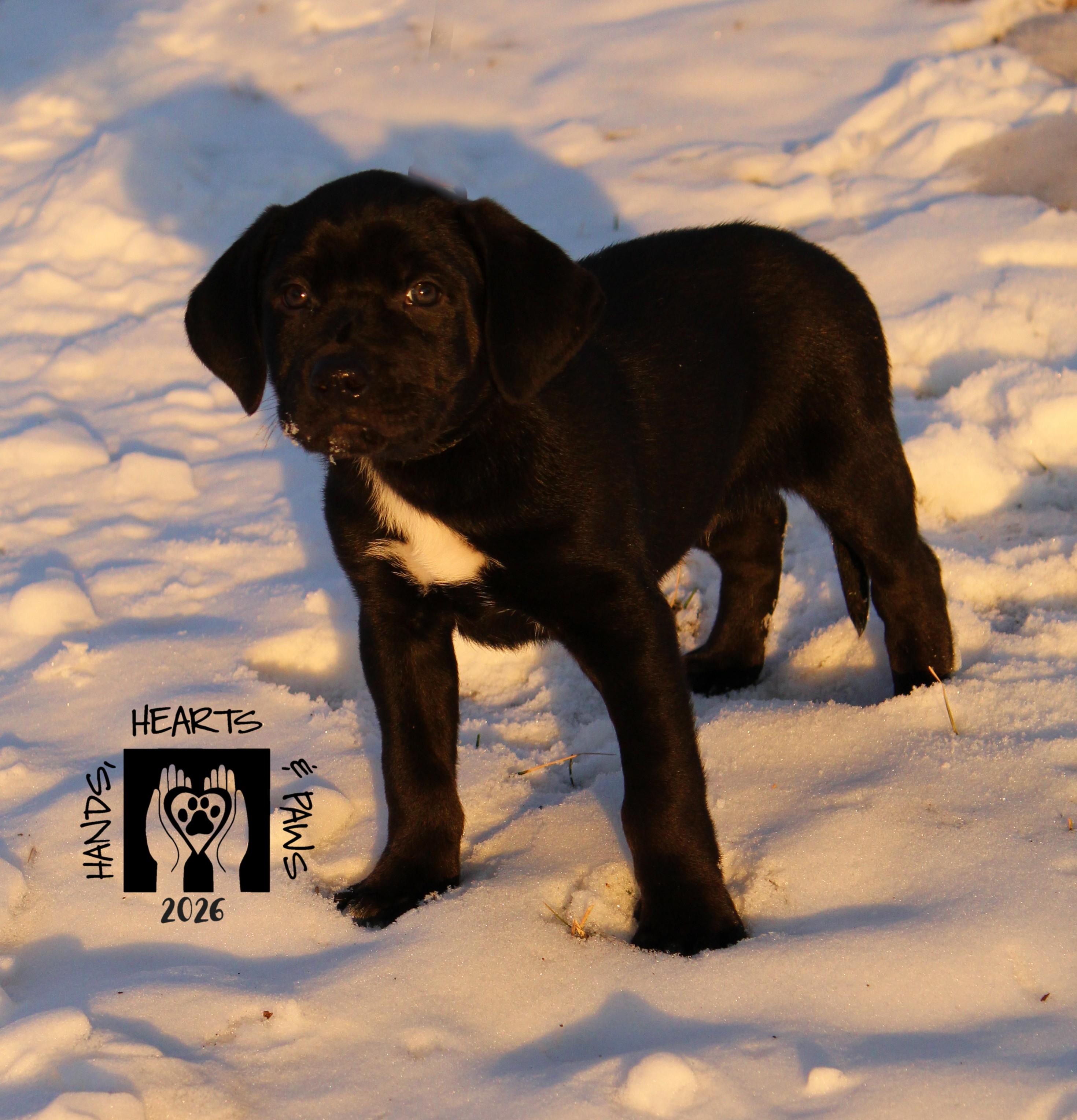 Johnny Rose, Adoptable, Puppy Male Labrador Retriever.