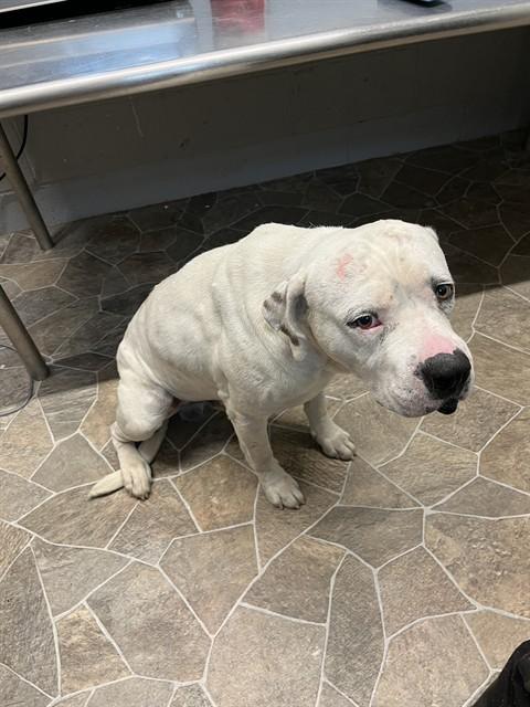 CANE, Adoptable, Adult Male American Staffordshire Terrier.