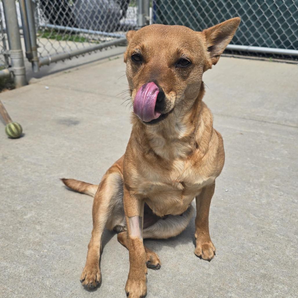 Wasabi, Adoptable, Senior Female Australian Kelpie.