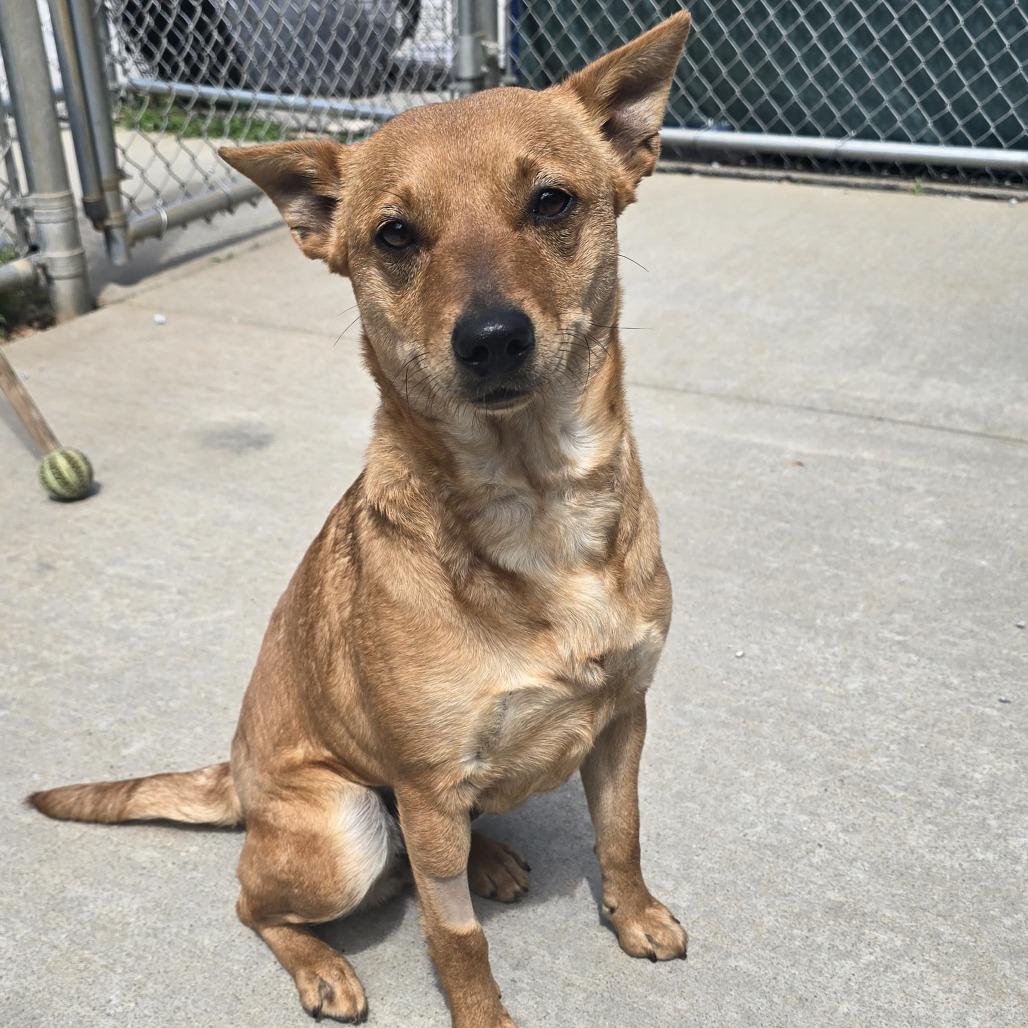 Wasabi, a Adoptable Australian Kelpie in Franklin, NC image 2/4