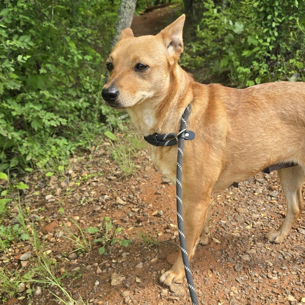 Wasabi, a Adoptable Australian Kelpie in Franklin, NC image 3/4