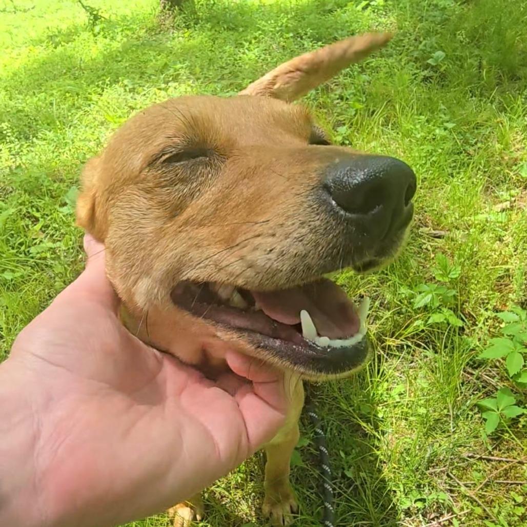 Wasabi, a Adoptable Australian Kelpie in Franklin, NC image 4/4
