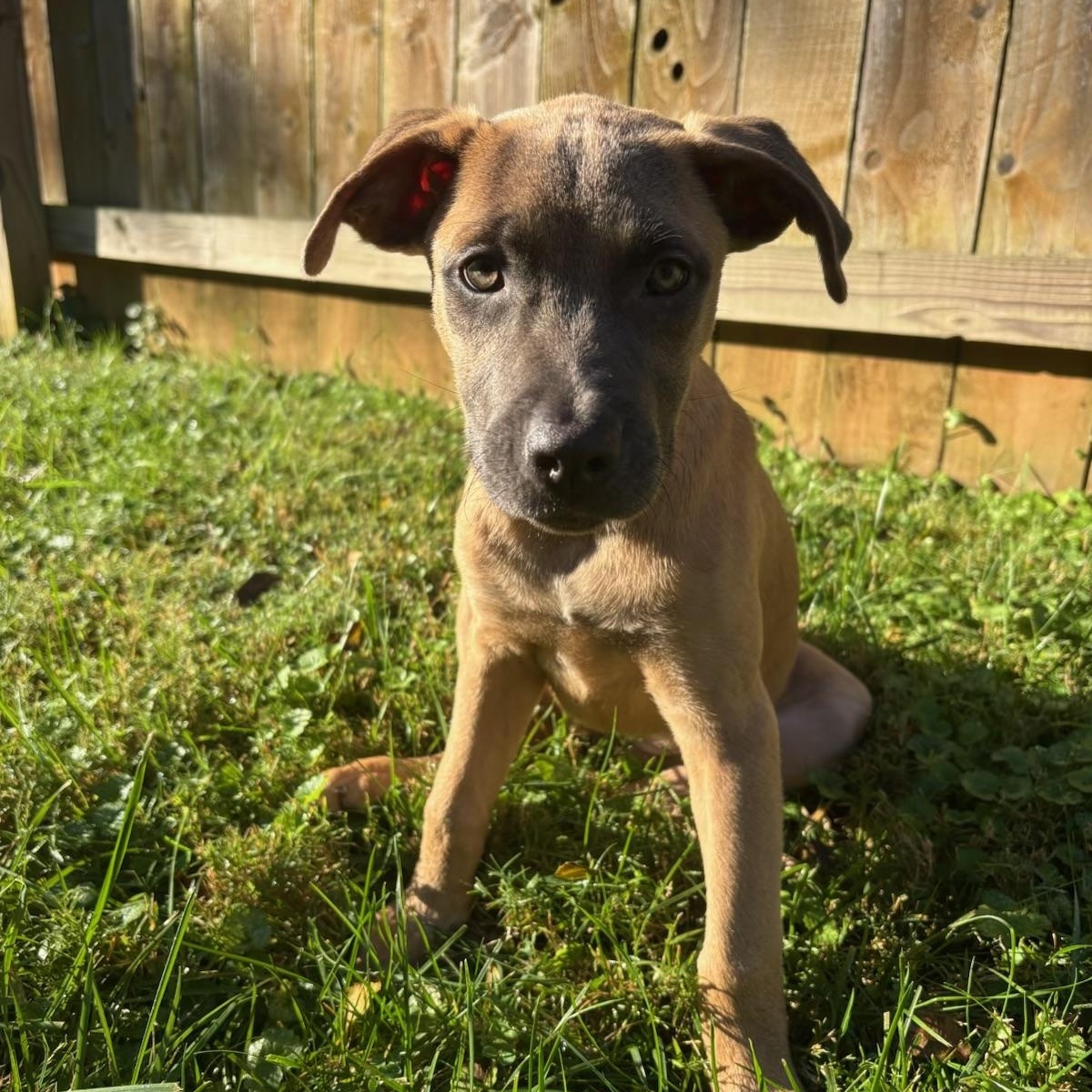 Enlarge Blair, a Adoptable mixed breed in Charlotte, NC image 3/5