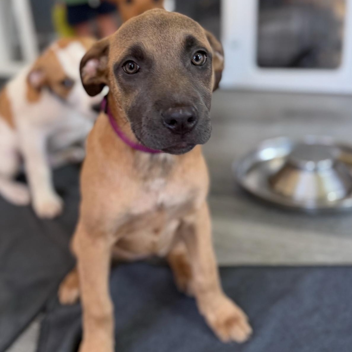 Enlarge Blair, a Adoptable mixed breed in Charlotte, NC image 2/5