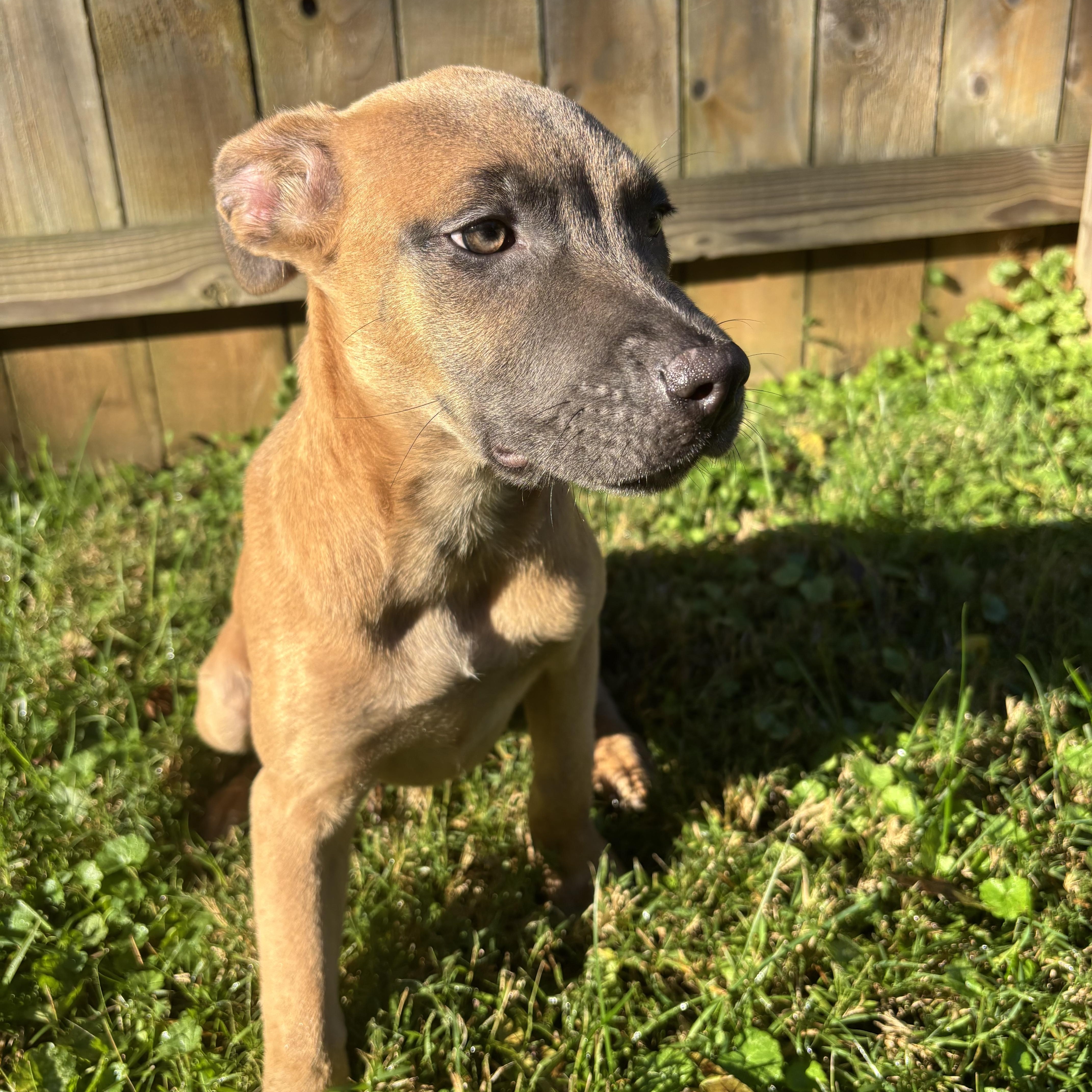 Enlarge Blair, a Adoptable mixed breed in Charlotte, NC image 5/5