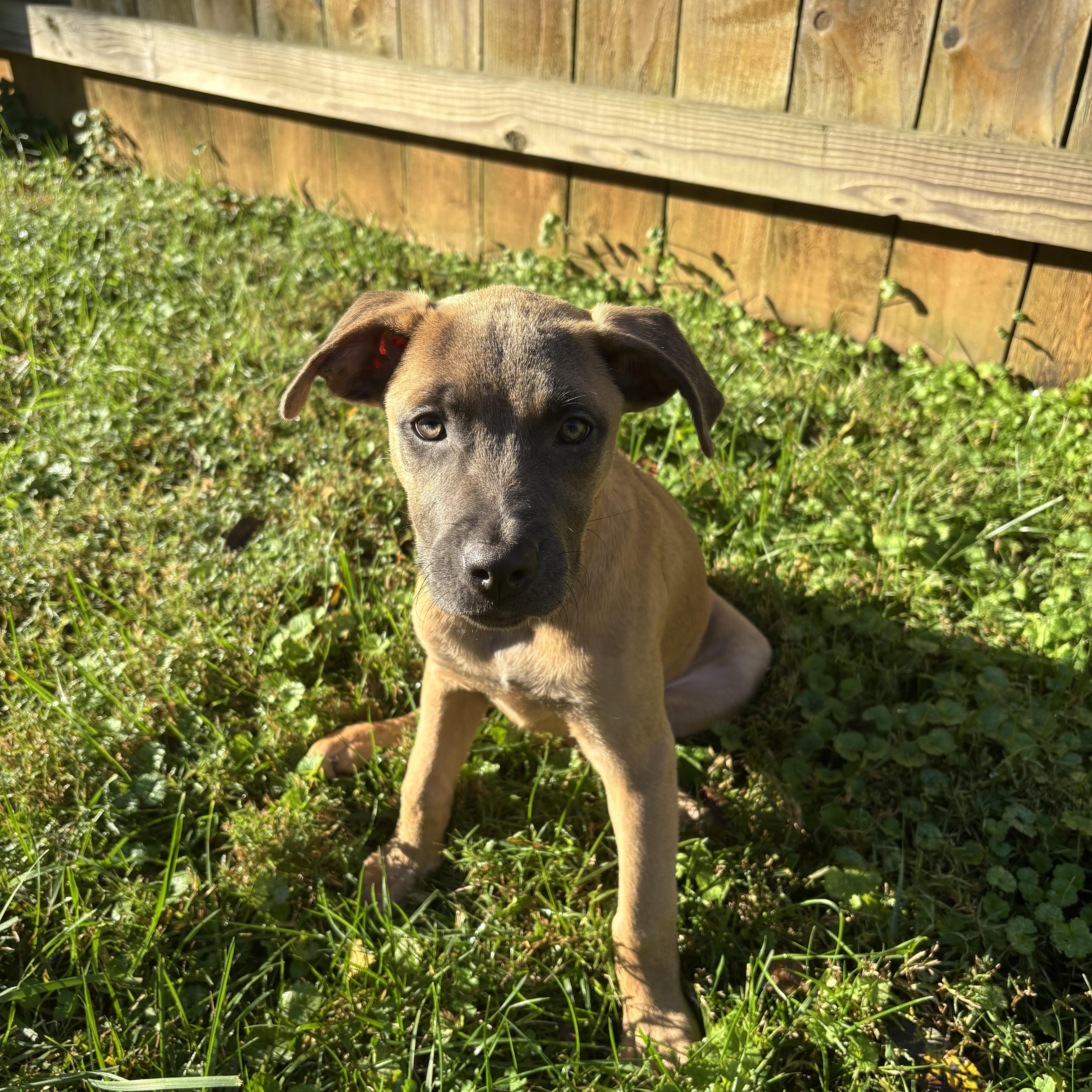 Enlarge Blair, a Adoptable mixed breed in Charlotte, NC image 4/5