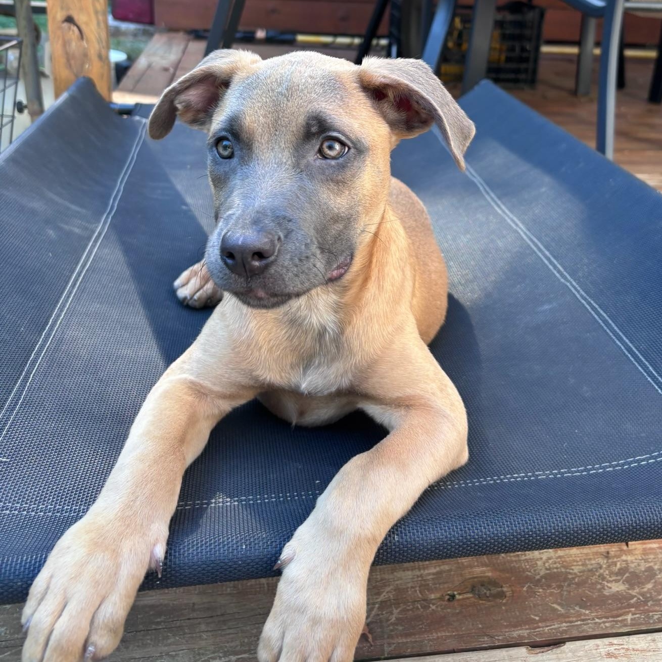 Blair, Adoptable, Puppy Female Shepherd.