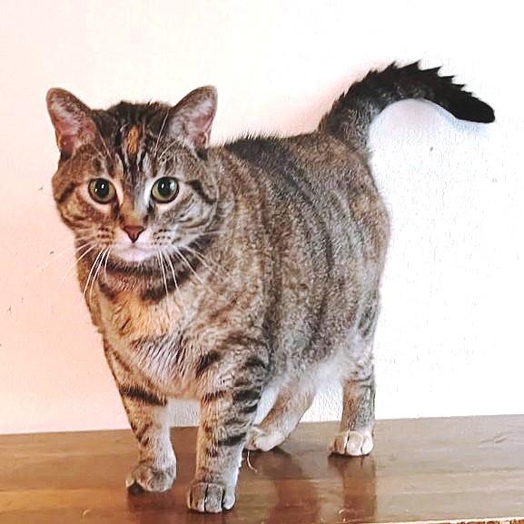 Clarissa, a Adoptable Torbie in Salt Lake City, UT image 1/3