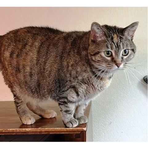 Clarissa, a Adoptable Torbie in Salt Lake City, UT image 2/3