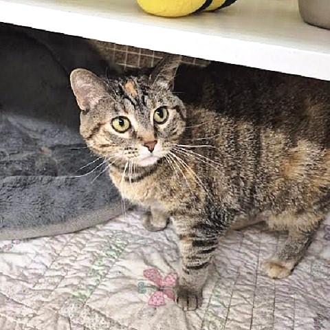 Enlarge Clarissa, a Adoptable Torbie in Salt Lake City, UT image 3/3