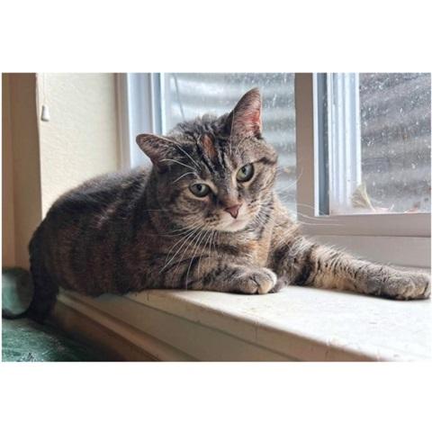Clarissa, an adoptable Torbie in Salt Lake City, UT, 84109 | Photo Image 3