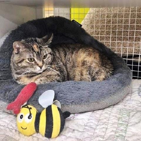 Clarissa, Adoptable, Adult Female Torbie.